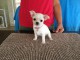 Chiot chihuahua  a donner