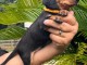 chiot Teckel a donner