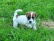 Chiot jack russell a donner