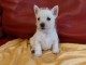 chiot Westie lof a donner