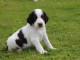 Chiot epagneul fran&ccedil;ais a donner