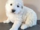 chiot berger blanc suisse &agrave; donner