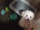 Chiot Bichon maltais nain pure race