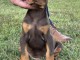 Doberman HAUT chiots &agrave; vendre