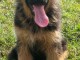 Magnifique petit chiots bergers allemand &agrave; adopter tr&egrave;s adorables