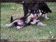 Adorables petit chiots malamutes &agrave; adopter tr&egrave;s magnifiques 
