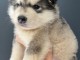Adorables petit chiots malamutes &agrave; adopter tr&egrave;s magnifiques 