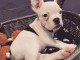 A donner chiot bouledogue fran&ccedil;ais 