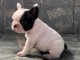 Bulldog fran&ccedil;ais chiots &agrave; vendre