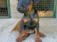 Terrier de chasse allemand chiots