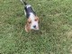 Beagle chiots &agrave; vendre