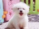 magnifiquee chiot bichon maltaiss &agrave; donner