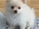Adopt&eacute; chiot spitz allemand femelle