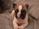 &Agrave; donner chiot bouledogue fran&ccedil;ais rouge fauve