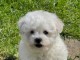 Chiot b&eacute;b&eacute; bichon fris&eacute; femelle &agrave; donner non lof