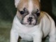 A donner bouledogue fran&ccedil;ais femelle non lof