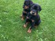Chiots Dobermann  Port&eacute;e de 5 m&acirc;les - 4 femelles