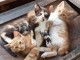 Chatons ( 1 femelle et 2 m&acirc;les)