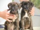 Canne Corso chiots &agrave; vendre