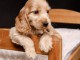 Cocker anglais chiots &agrave; vendre