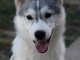Husky sib&eacute;rien chiots