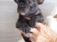 Magnifique bouledogue fran&ccedil;ais 