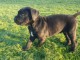 chiots cane corso &agrave; r&eacute;server 