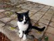 Superbe chat CENIT &agrave; prendre 