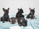 Bulldog fran&ccedil;ais chiots &agrave; vendre