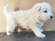 chiot berger blanc suisse &agrave; donner