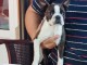 Boston Terrier chiots &agrave; vendre