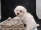 chiot Bichon fris&eacute; a donner