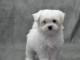 chiot Bichon fris&eacute; a donner