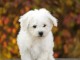 chiot Bichon fris&eacute; a donner