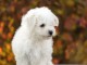 chiot Bichon fris&eacute; a donner