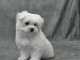 chiot Bichon fris&eacute; a donner