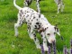 chiot dalmatien a donner