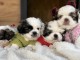 P&eacute;kinois chiots &agrave; vendre