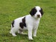 Chiot epagneul fran&ccedil;ais a donner
