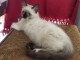 Magnifique chaton sacr&eacute; de Birmanie 