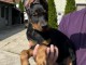 DOBERMAN chiots &agrave; vendre