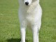 Husky sib&eacute;rien m&acirc;le &agrave; vendre