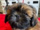 Chiot m&acirc;le shih tzu LOF 
