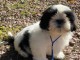 Chiot m&acirc;le shih tzu LOF