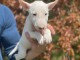 Bull Terrier miniature chiots