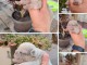 Bouledogue fran&ccedil;ais exotique chiots