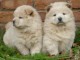 chiots chow chow m&acirc;le et femelle a donner