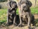 Cane Corso chiot &agrave; vendre