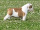 chiots bulldog anglais m&acirc;le et femelle contre bon soin