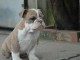 chiots bulldog anglais m&acirc;le et femelle contre bon soin